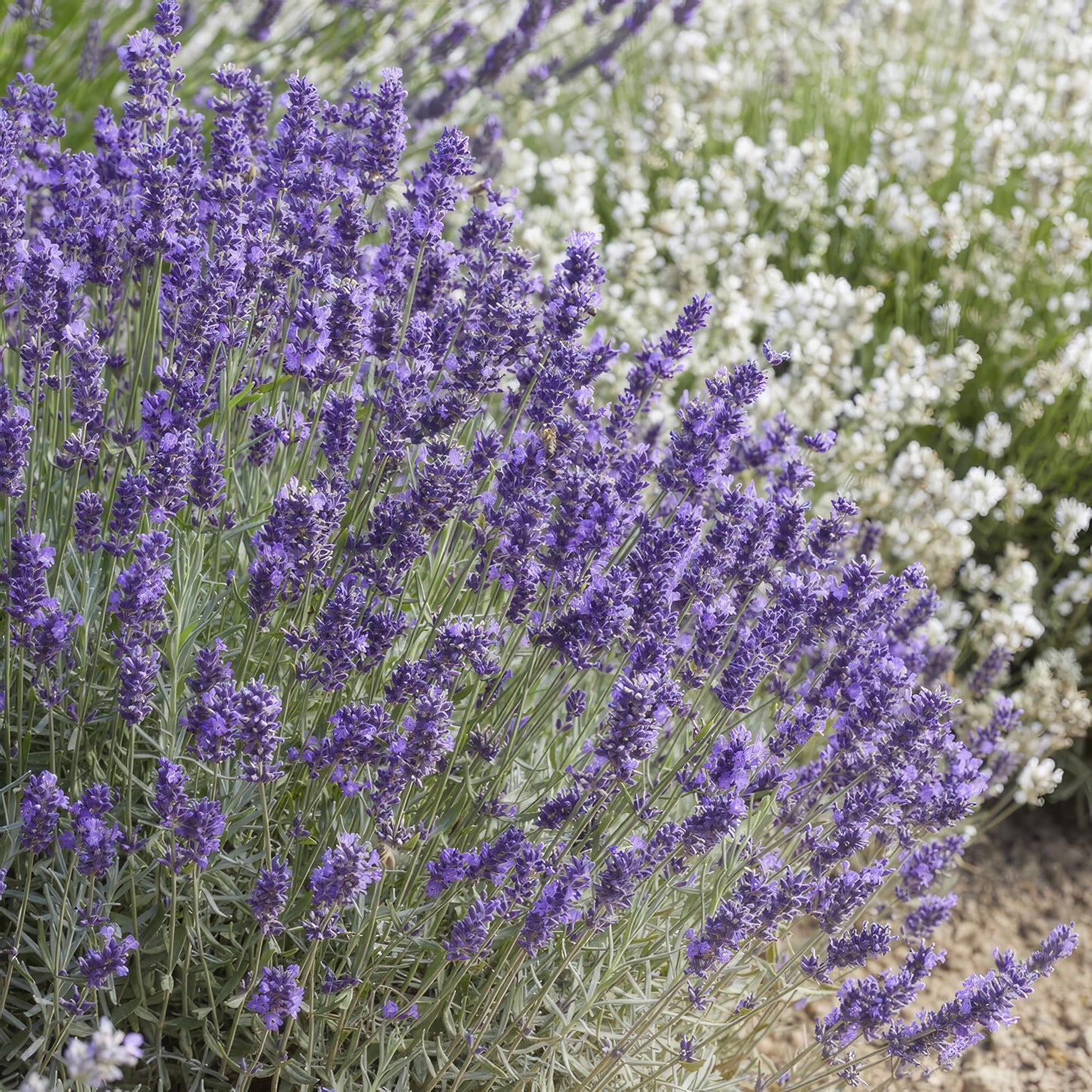 24x Lavandula 'Hidcote' - ↕10-25cm - Ø9cm