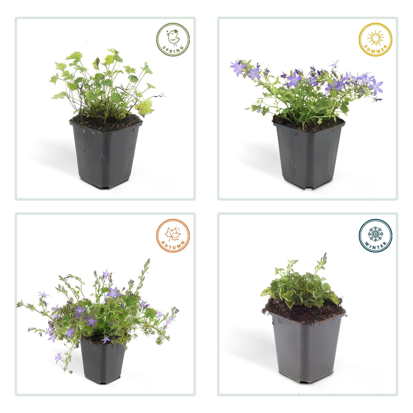 24x Campanula poscharskyana 'Stella' - ↕10-25cm - Ø9cm