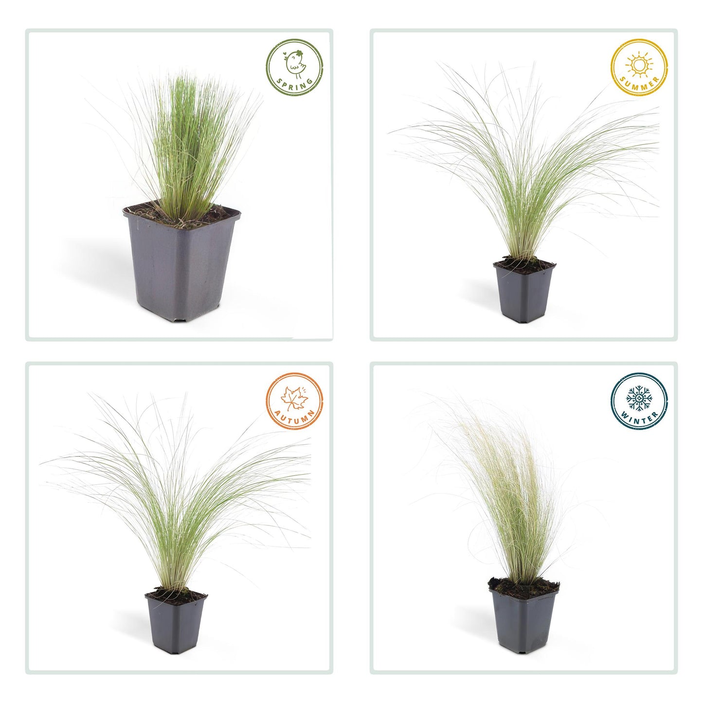 24x Stipa tenuissima 'Ponytails' - ↕10-25cm - Ø9cm