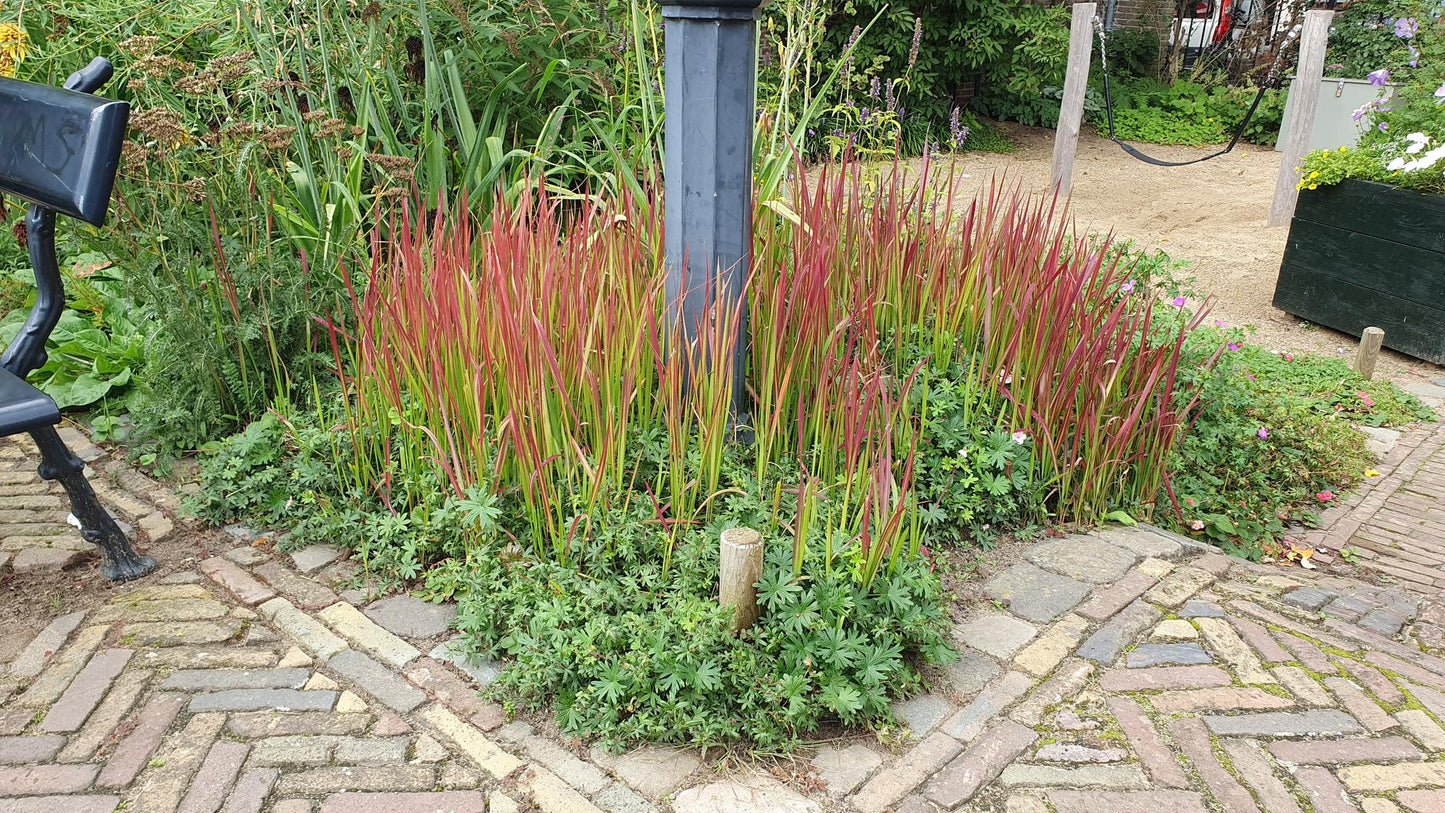 24x Imperata cylindrica 'Red Baron' - ↕10-25cm - Ø9cm