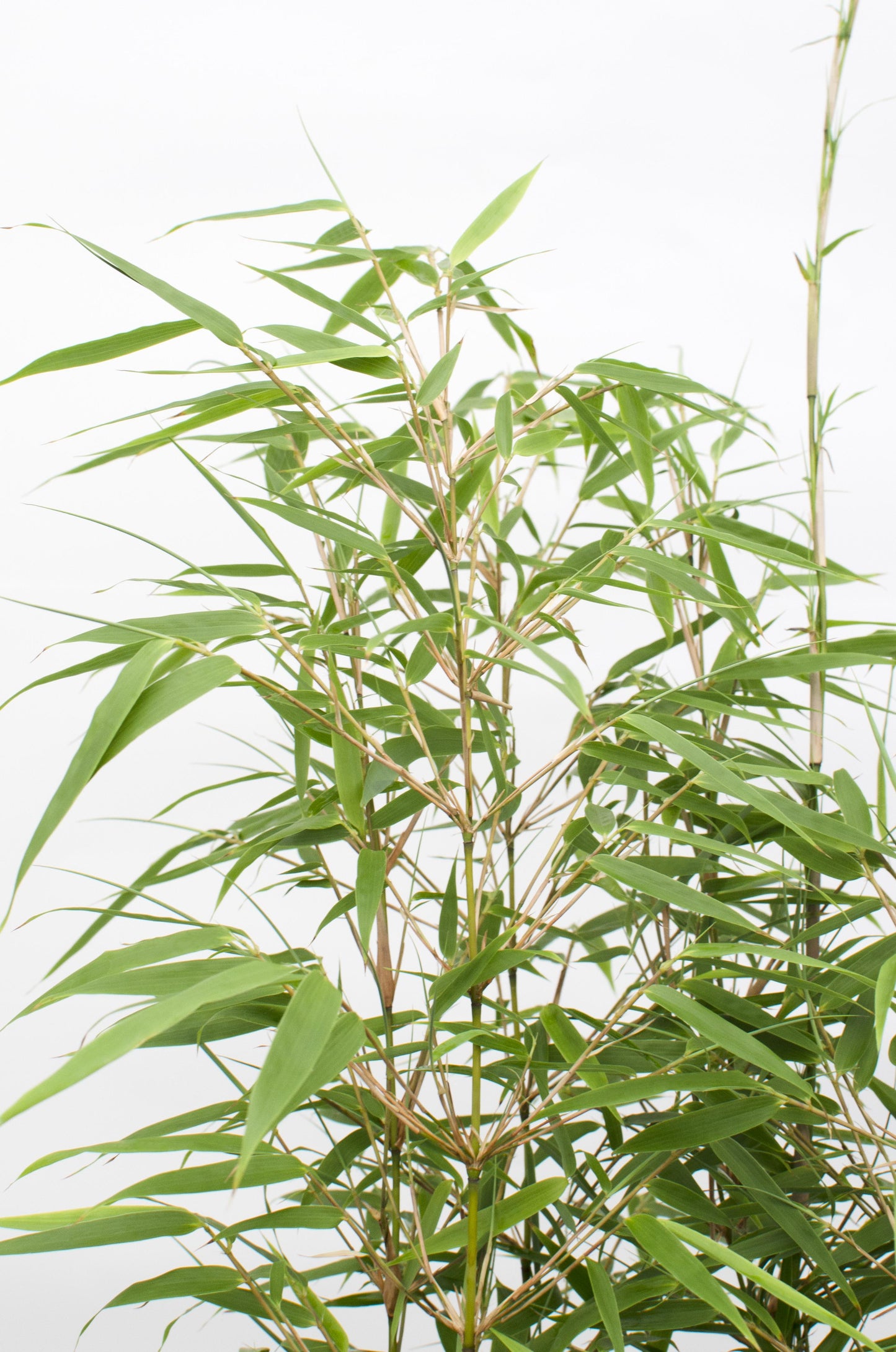 12x - Fargesia rufa - 40cm - Ø14