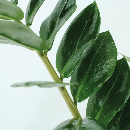 Emerald Palm: zo zorg je ervoor.