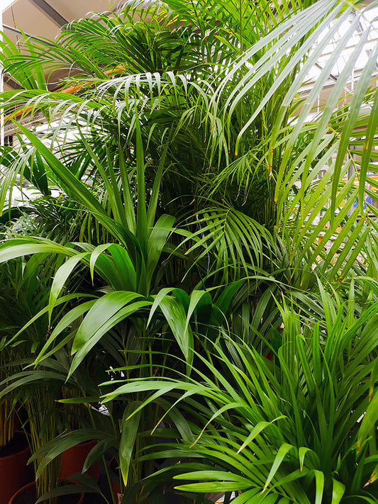 Kantia Palm: zo zorg je ervoor