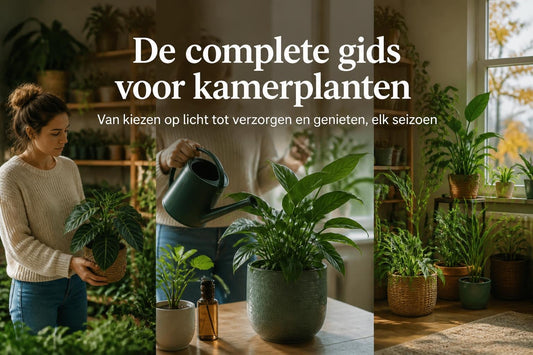 Binnen Plantjes: Volledige Gids voor Kamerplanten