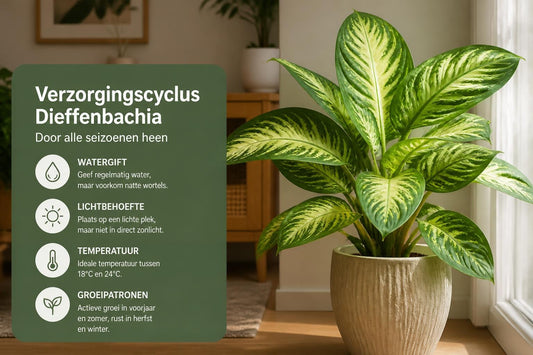 Dieffenbachia Verzorgen: Complete Gids voor 2026
