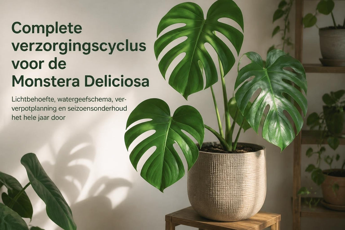 Monstera Deliciosa Verzorgen: Complete Gids 2026