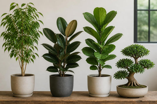 Soorten Ficus: Complete Gids voor Ficusplanten (2026)