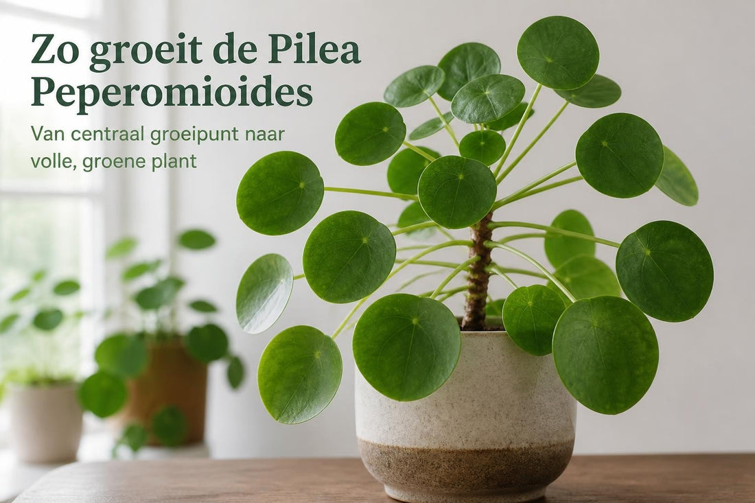 Pannenkoeken Plant: Verzorging en Tips voor Pilea