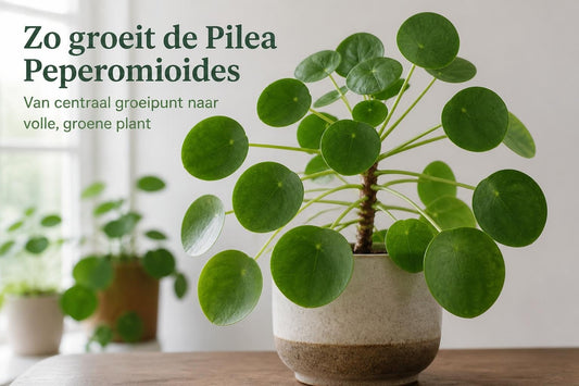 Pannenkoeken Plant: Verzorging en Tips voor Pilea