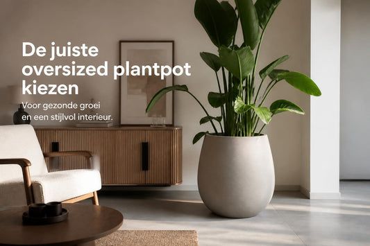 Grote Planten Pot Kiezen: Gids voor Imposante Kamerplanten