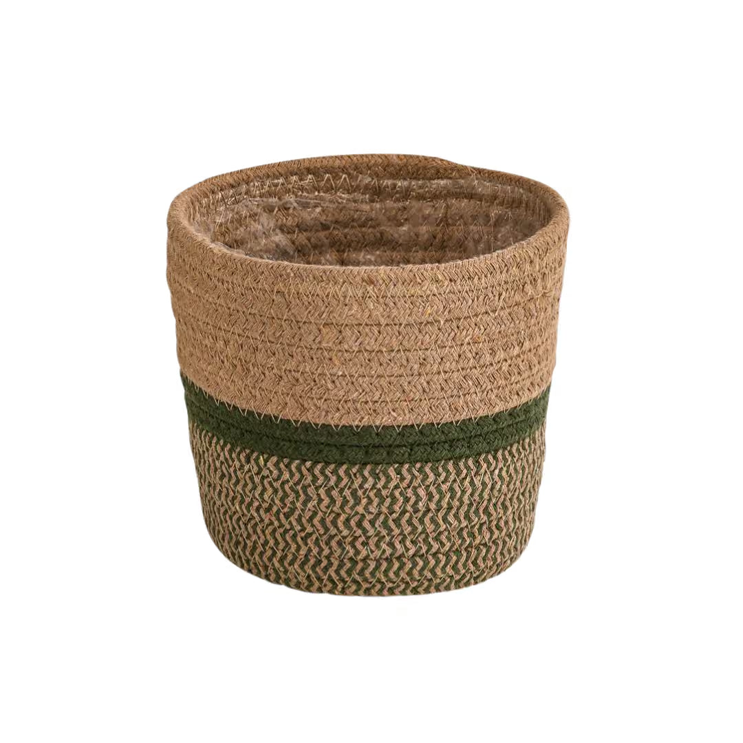 Pachira Aquatica (Geldboom) Ø19cm in Basket Seagrass