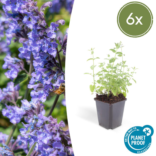 6x Nepeta 'Six Hills Giant' - ↕10-25cm - Ø9cm