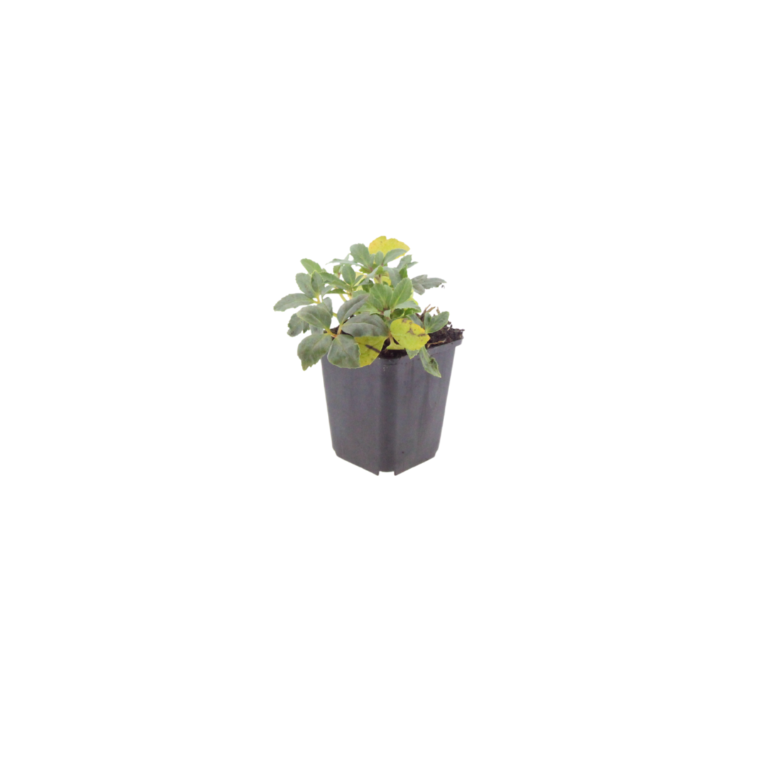 6x Helleborus niger - ↕10-25cm - Ø9cm