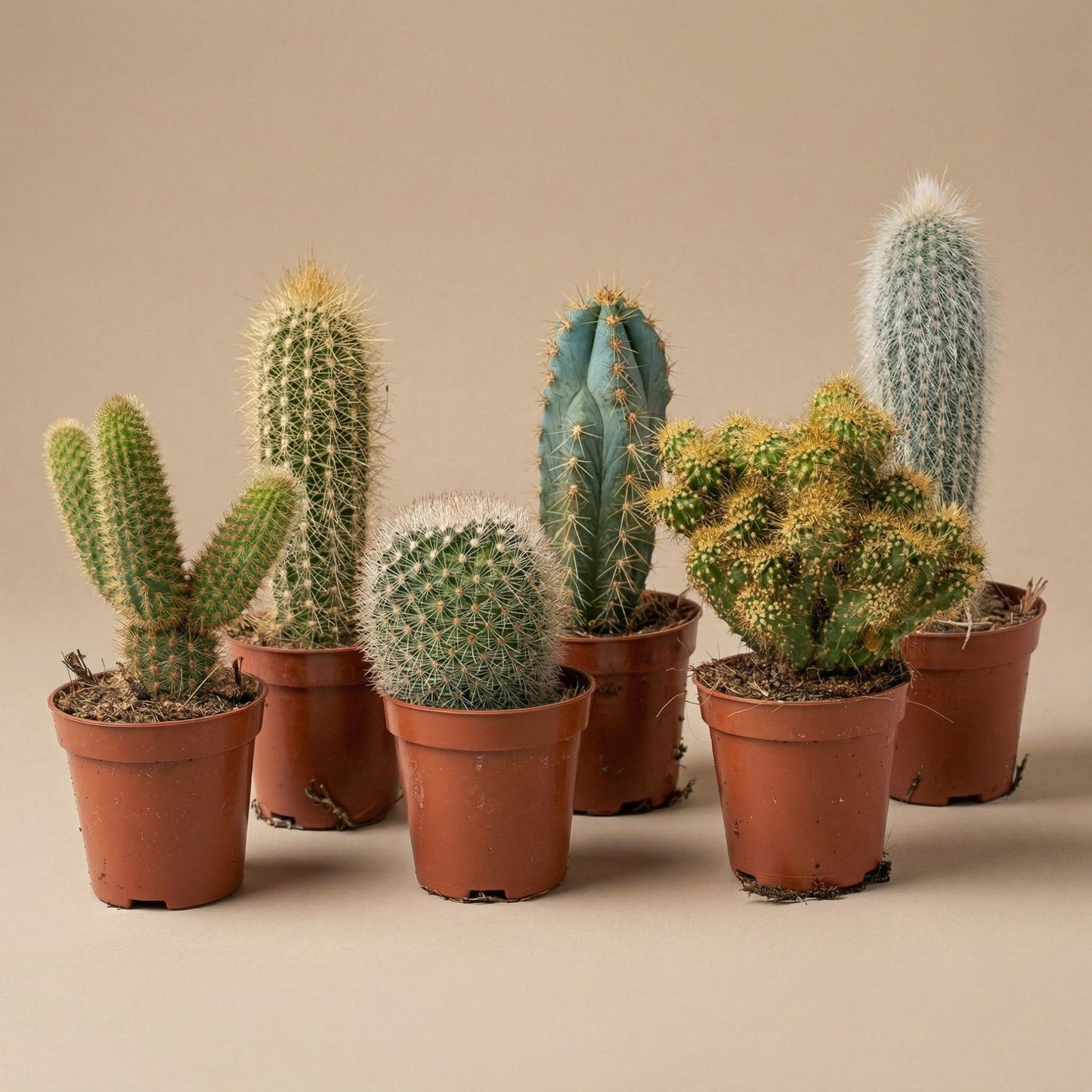 Succulenten Set van 6 in Keramische Mini Potjes Barcelona -  ↑ 8–12 cm