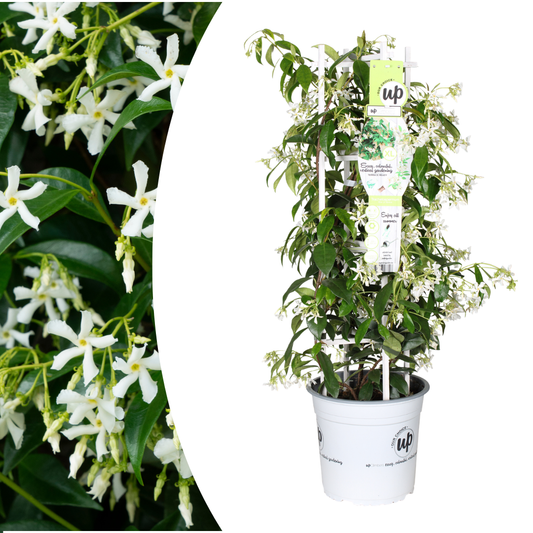 Sterjasmijn - Trachelospermum jasminoides 'Star of Venice'  23cm