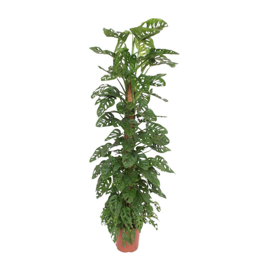 Monstera Monkey Leaf mosstok - 170 cm - ø27