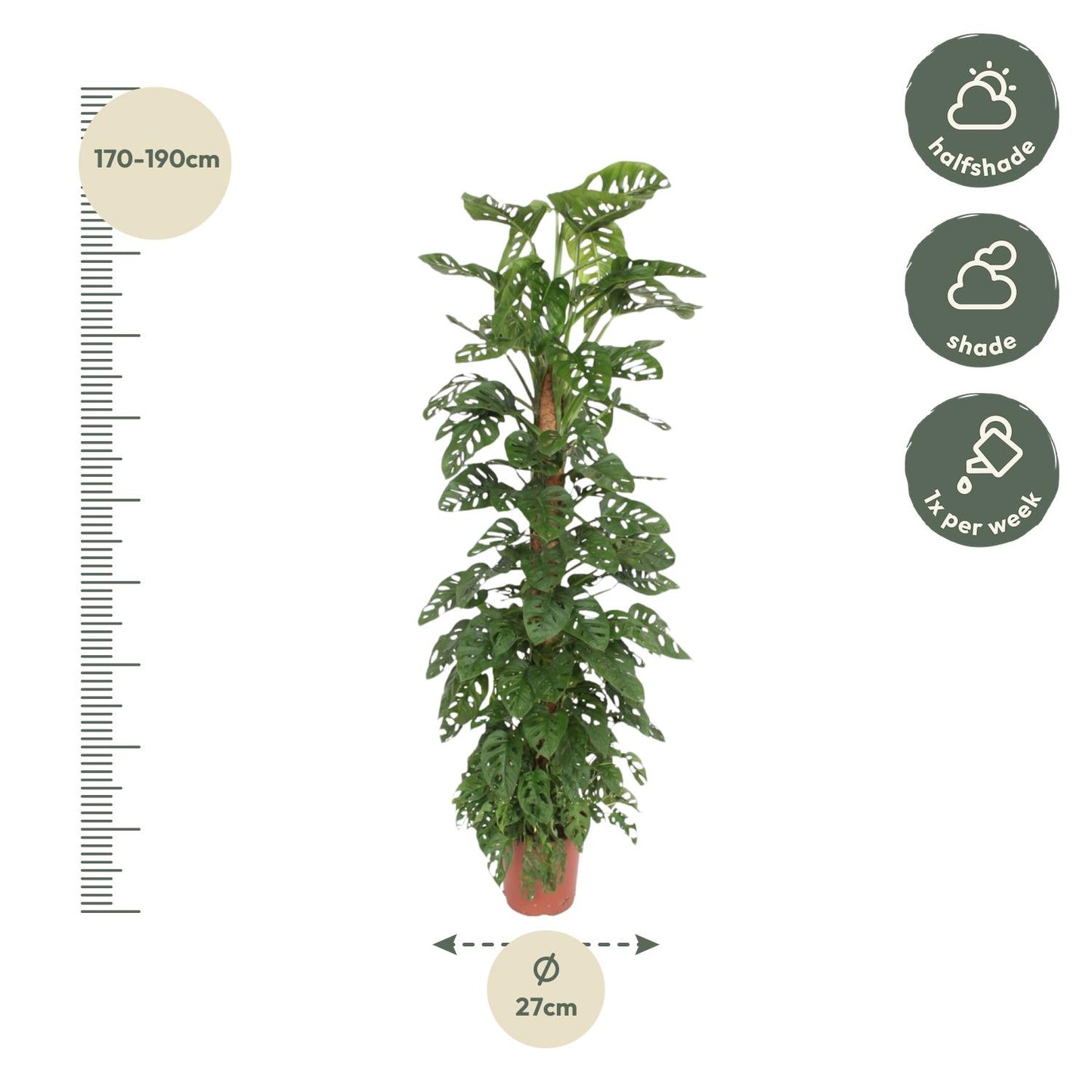 Monstera Monkey Leaf mosstok - 170 cm - ø27