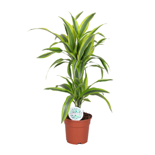 Dracaena Lemon Lime - Ø17cm - ↕65cm