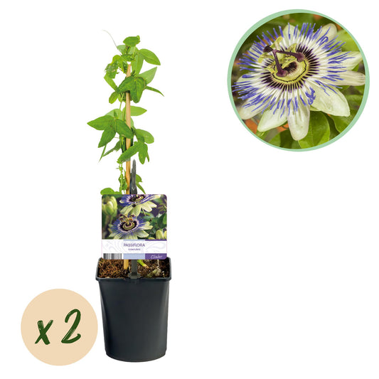 Passiebloem - Passiflora caerulea  - Bloem Blauw met Groen Wit - Weinig onderhoud - 2 planten - Pot 11cm Hoogte 40cm