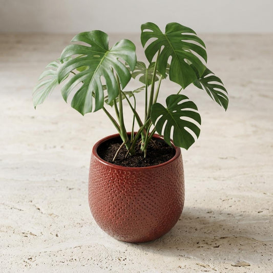 Pot Gabriel rond bordeaux Ø14cm - ↕14cm