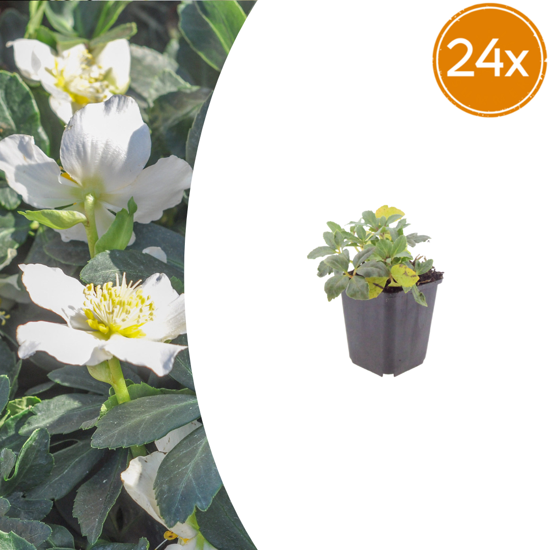 24x Helleborus orientalis - ↕10-25cm - Ø9cm