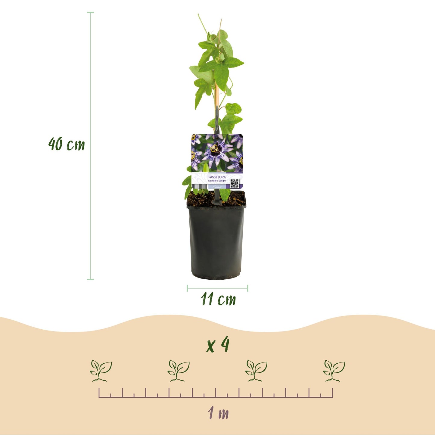 Passiebloem - Passiflora Tricolour  - Bloem Roze Wit Paars - Weinig onderhoud - 3 planten - Pot 11cm Hoogte 40cm