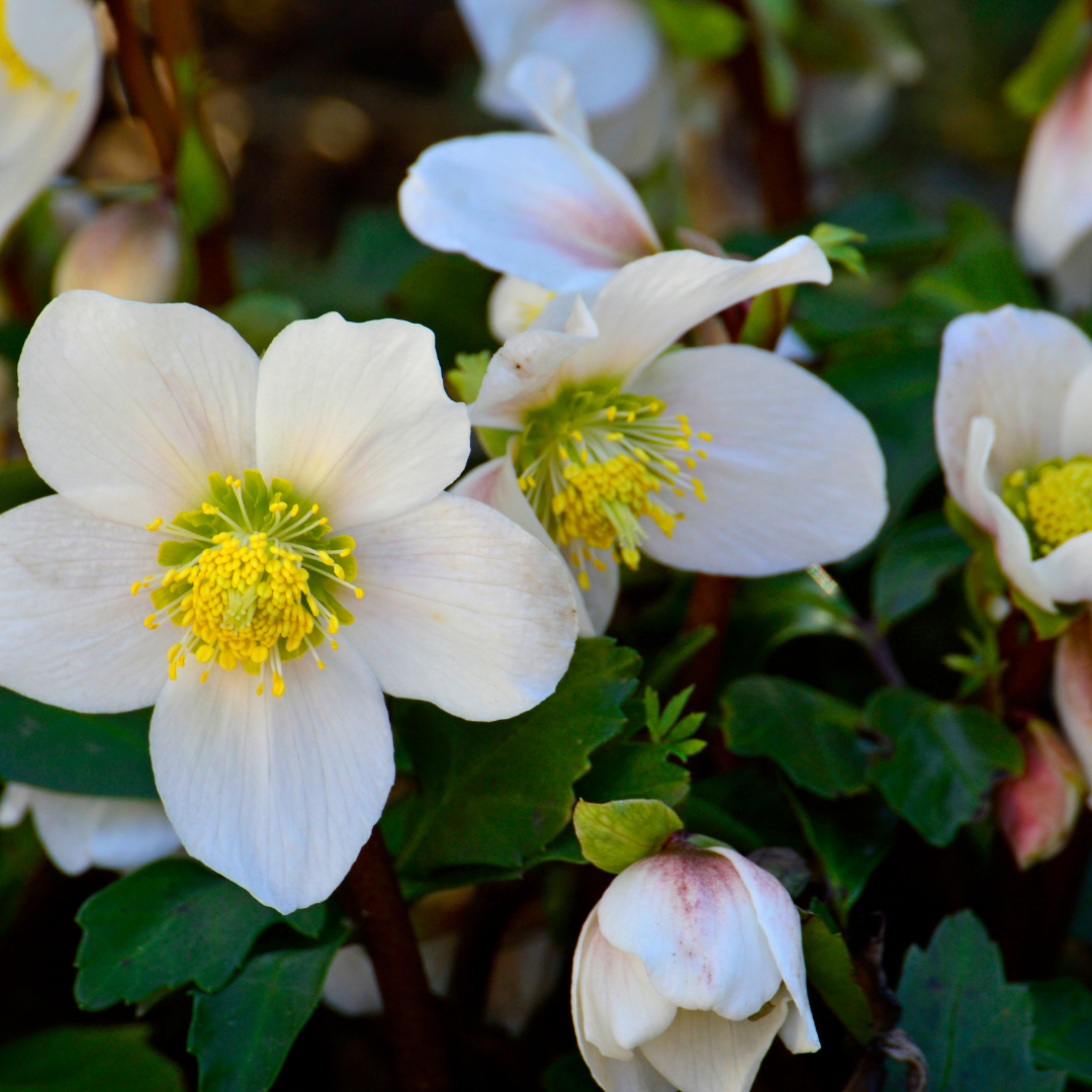 6x Helleborus orientalis - ↕10-25cm - Ø9cm