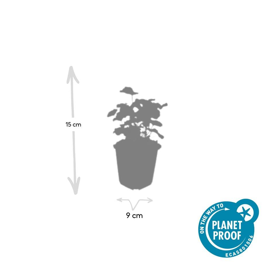 24x Alchemilla mollis - ↕10-25cm - Ø9cm