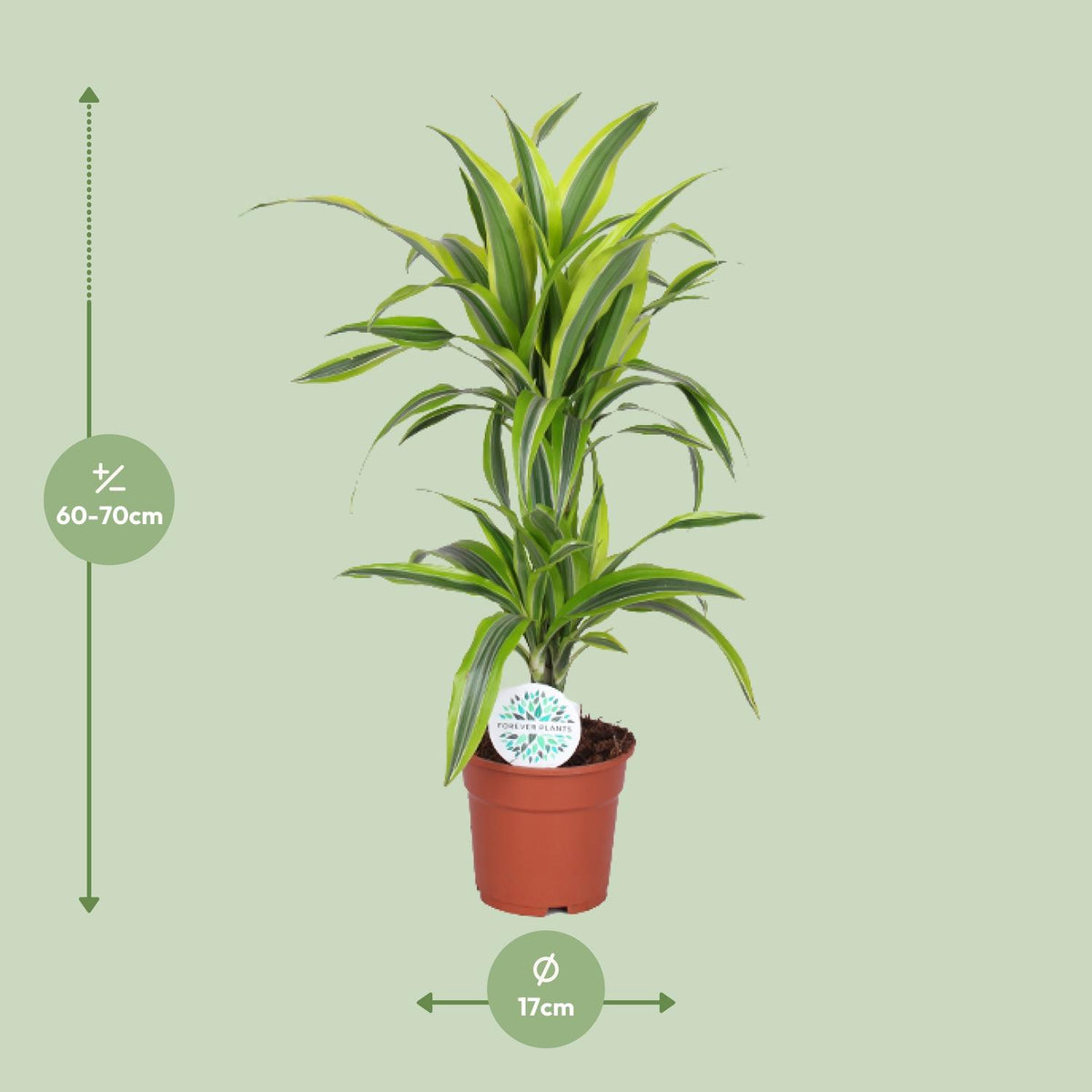 Dracaena Lemon Lime - Ø17cm - ↕65cm
