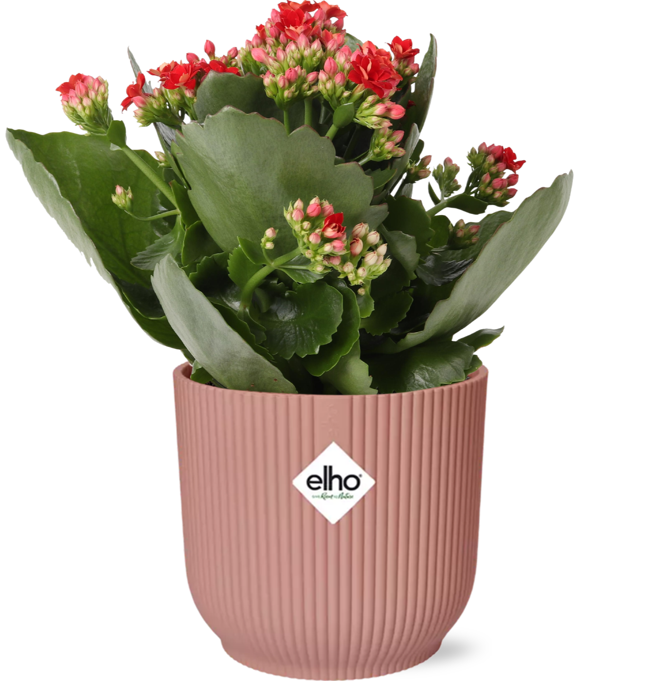 Pasen - Kalanchoe Rosalina Don Justino Rood  + ELHO Vibes Fold 14cm roze
