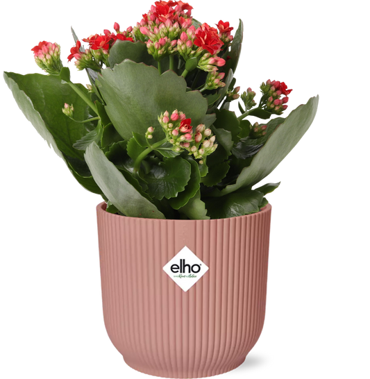 Pasen - Kalanchoe Rosalina Don Justino Rood  + ELHO Vibes Fold 14cm roze