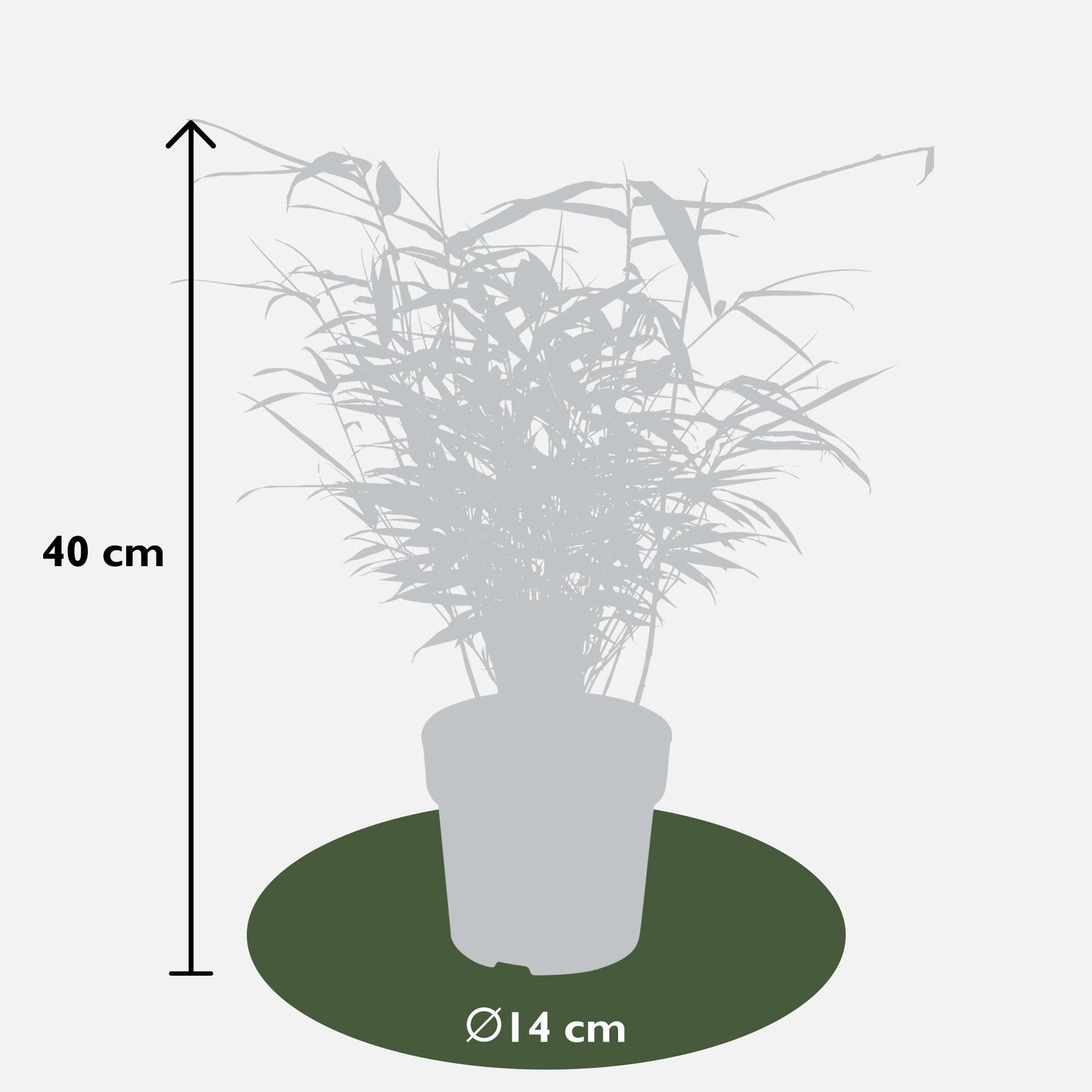 12x - Fargesia rufa - 40cm - Ø14