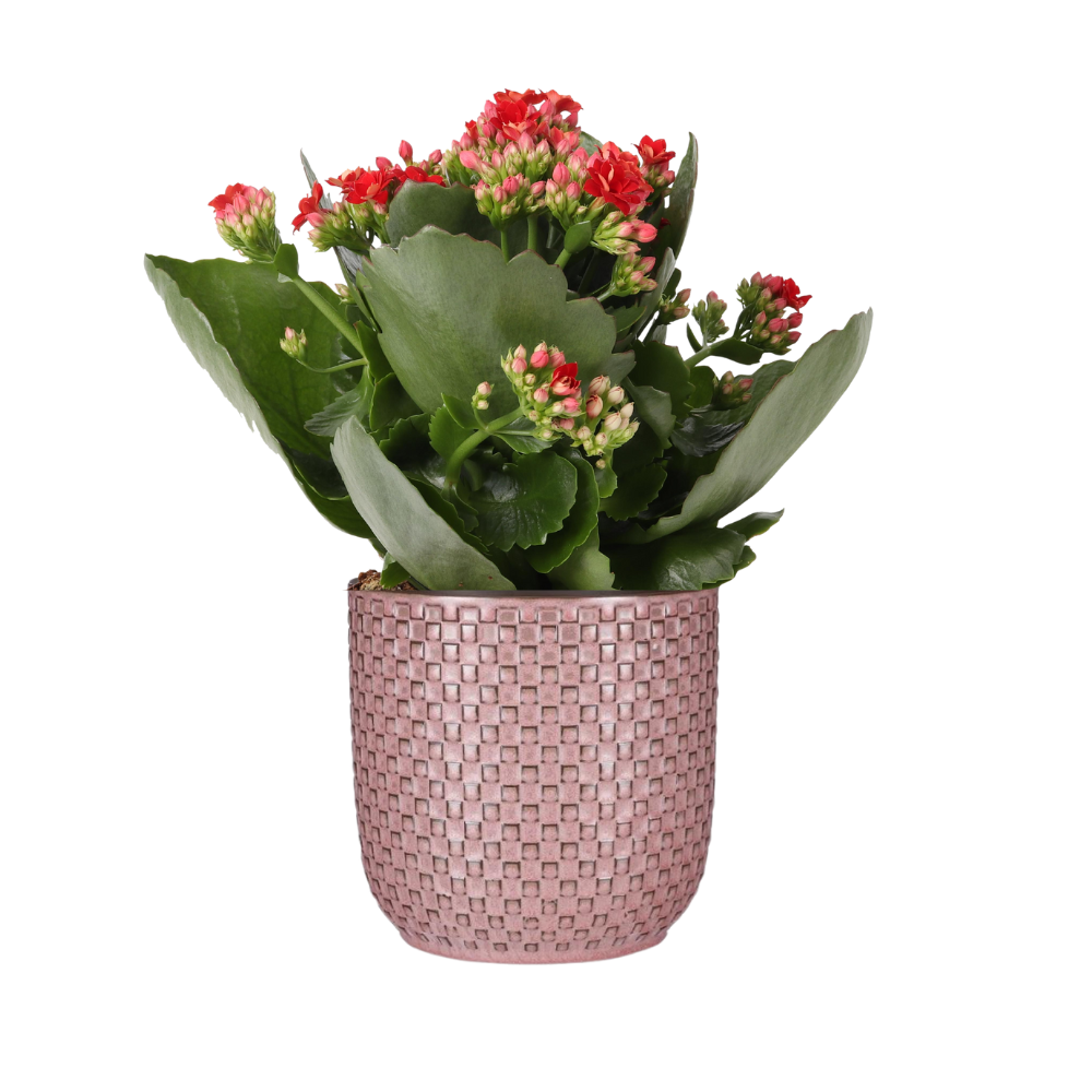PASEN - Kalanchoe Rosalina Don Justino Rood + Pot relief roze